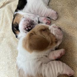 Basset Hound Puppies from Peach Blossom Bassets
