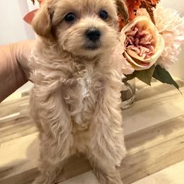 Pebbles - Apricot female Maltipoo puppy in Turlock, California from 209PuppiesCaliforniaMaltipoo