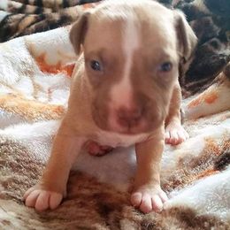 American Pit Bull Terrier Puppies from Kaotic APBTs