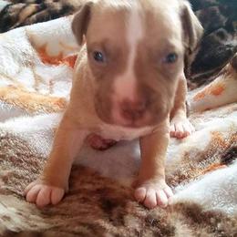 American Pit Bull Terrier Puppies from Kaotic APBTs