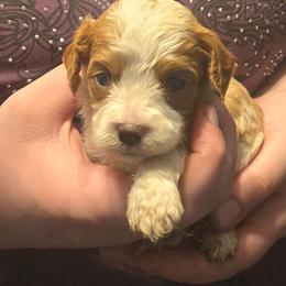 Jinu - Blenheim male Cavapoo puppy in Conklin, Michigan from Lake Michigan Couture Cavapoos & Cockapoos