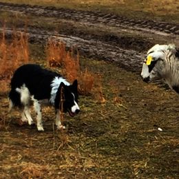 Riley - Border Collie