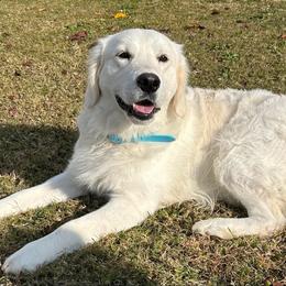 Golden Retriever puppies from The Farm at Saluda Ridge