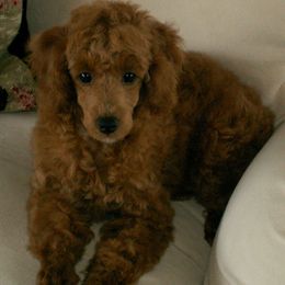 Poodles from Hilmac Poodles