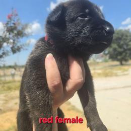 Girl1 - Black female Belgian Malinois puppy in Chico, Texas from North Texas Working Malinois