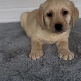 Boy 1 - Yellow male Labrador Retriever puppy in Camden, Tennessee from Pure Heaven Labs