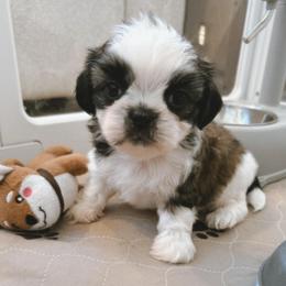 ARCHIE - Tricolor male Shih Tzu puppy in Henderson, Nevada from SHIH TZU HOUSE
