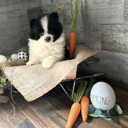 Pomeranian and Poodle Puppies from Briar Creek Buddies