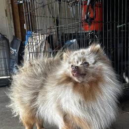 Moose’s - Pomeranian