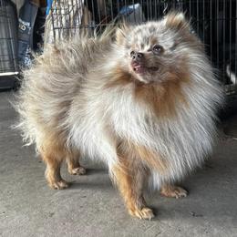 Moose’s - Pomeranian