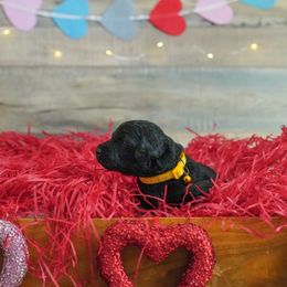 Goldendoodle Puppies from Willow’s Doodles