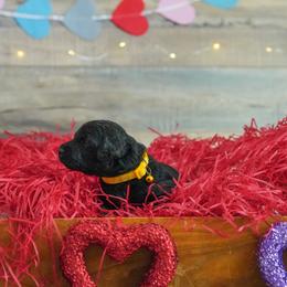 Goldendoodle Puppies from Willow’s Doodles