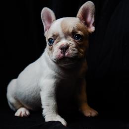 Penelope - White female French Bulldog puppy in Battle Ground, Washington from Ferguson's Bulldogs