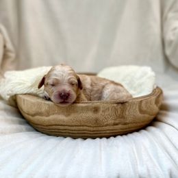 Clove - Cream female Labradoodle puppy in Newark, Ohio from Raising Doodles