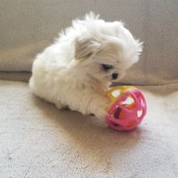 Pekingese Puppies from Pekes And Sandy Paws