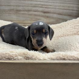 Ziti - Blue Dapple - Dapple male Dachshund puppy in Scottdale, Pennsylvania from Our Sweet Dachshund Farm