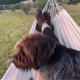 Wirehaired Pointing Griffon Puppies from Three Beard Kennels