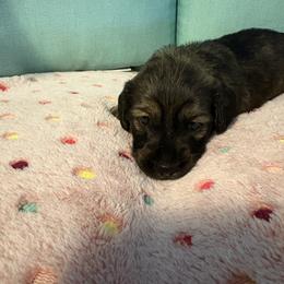 Pink brindle - Brindle female Dachshund puppy in Live Oak, Florida from The Weenie Herd Mom