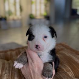 Limousin - Black tri female Miniature Australian Shepherd puppy in Cave Creek, Arizona from Arizona Aussies