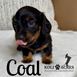 Coal - AKC - Black and tan male Dachshund puppy in Kemp, Texas from Koli Acres