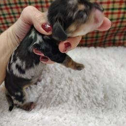 Dachshund Puppies from Witchy Woman’s Wiener’s