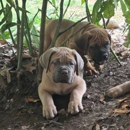 Cane Corso Puppies from Gina Dash