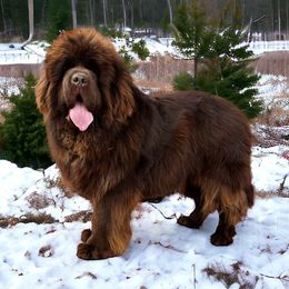 Maybach - Newfoundland