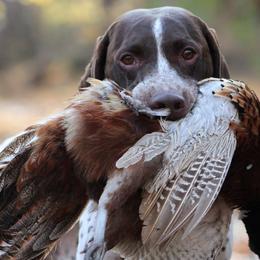 German Shorthaired Pointers and Golden Retrievers from Blazing Ridge Working Dogs