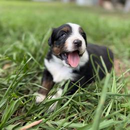 Dora ASDR - Black tri female Miniature Australian Shepherd puppy in Polk City, Florida from Skaky Shepherds