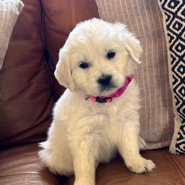 Pink (3700) - Light golden female Golden Retriever puppy in Pahrump, Nevada from Southern Nevada Goldens