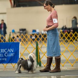 Lowchen All Grown Up from Potrero Lowchen