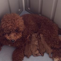 Duka - Red  female Goldendoodle puppy in Davie, Florida from Daviegoldendoodles