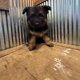 Snowflake - Black and red female German Shepherd puppy in Ridgeville, Indiana from McCord’s Standard Aussies