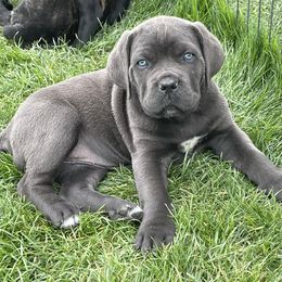 Cane Corso Puppies from Fedele's Cane Corso
