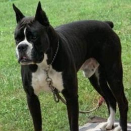 Boxers from Sweet Mambas Boxers