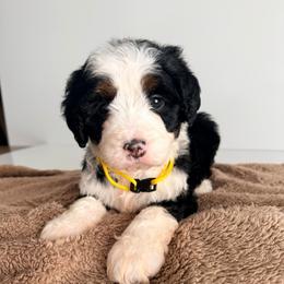 Wren - Tri-color female Bernedoodle puppy in Midland, Texas from Southern Oak Breeders LLC