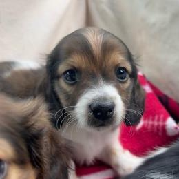 Ollie - Piebald male Dachshund puppy in Marseilles, Illinois from Zacha’s Doxie House