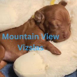 Vizsla puppies from Mountain View Vizslas