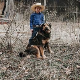 Beretta - Bernedoodle