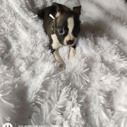 Georgie - Black brindle and white male Boston Terrier puppy in Lupton, Michigan from The Littles