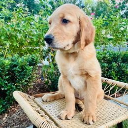 Athena - Light golden female Golden Retriever puppy in Santa Ana, California from American Golden Retrievers
