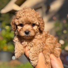 Theodore - Apricot male Maltipoo puppy in Chattanooga, Tennessee from Joy-fur puppies