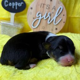 Copper - Black tri-color female Australian Shepherd puppy in Shepherdsville, Kentucky from Annie's Aussies