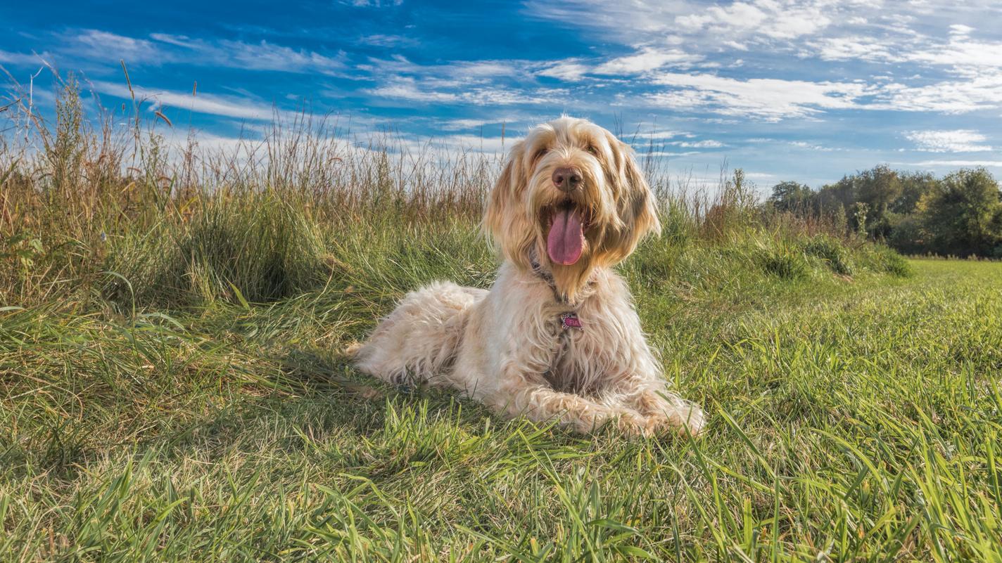 Spinone Italiano