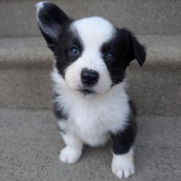 Will - Black and white male Cardigan Welsh Corgi puppy in Garrett, Indiana from Chloe's Colorful Corgis