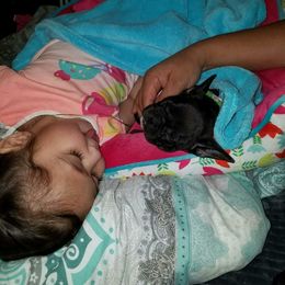 French Bulldog Puppies from Ginny's Frenchie's