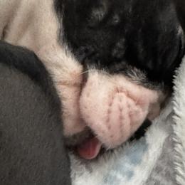Boston Terriers from Hammacks