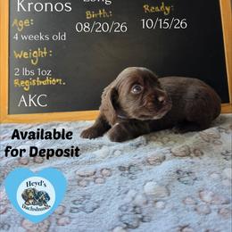 Kronos - Chocolate and tan male Dachshund puppy in Hoquiam, Washington from Heyd's Mini Dachshunds