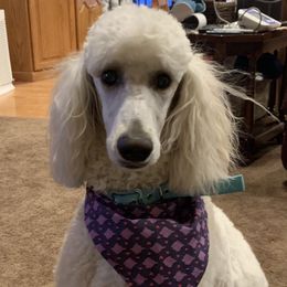 Lucy - Poodle