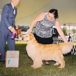 Luna - Golden Retriever